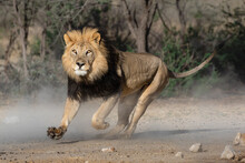 Lion With Dark Mane Running Creating Dust In The Kgalagadi Transfrontier Park In South Africa. It Is Early Morning And The Bright Orange Eyes Is Threatening