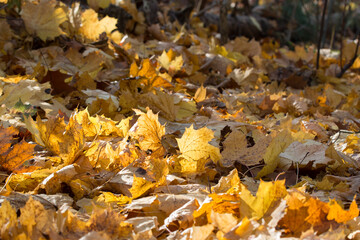 Wall Mural - fallen autumn maple leaves closeup selective focus