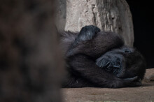 A Gorilla Is Seen Lying On The Ground With A Sad Gesture