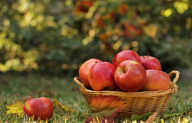 Wall Mural - Basket of Red Apples outdoors in Autumn