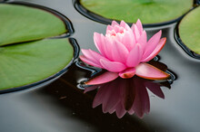 Selective Of A Lotus In A Pond