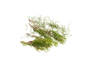 Wall Mural - Falling Christmas tree isolated on white background. The concept of throwing out the Christmas tree after the holidays