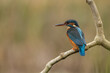 Female Common Kingfisher perched on a branch with autumnal colours in the background.