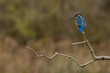 Male Common Kingfisher perched on a branch looking down to fish with an autumnal coloured background.  