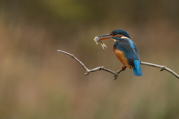 Wall Mural - Female common Kingfisher with fish in beak perched on a branch with autumnal coloured background.  