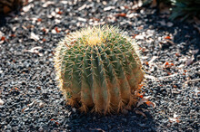 Cultivated Cactus On Desert Land. Ferocactus Echidne,  Barrel Cactus, Sonora Barrel, Coville's Barrel Cactus, Emory's Barrel Cactus, And Traveler's Friend. Tenerife, Canary Islands.