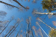 © Tatiana Kuklina - Group of white birches with yellow fall leaves and green pine trees are on a blue sky background in a park in autumn