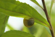 Snail on a green leaf on a sunny summer day