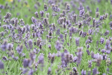 Wall Mural - beautiful view of purple lavenderflowers in a field