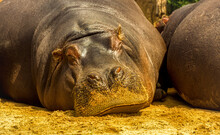 Selective Focus Shot Of A Sleeping Hippo In Melbourne Zoo In Parkville, Australia