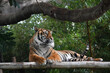 Sumatran Tiger resting in the zoo against green trees