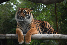 Sumatran Tiger Resting In The Zoo Against Green Trees