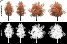 Front Views Of Alder Trees With Alpha Mask To Cutout And PNG Editing. Forest And Nature Compositing.