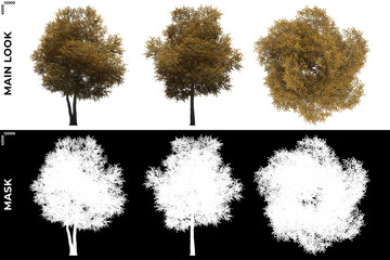 Wall Mural - 3D Rendering of Front, Left and Top view of Field Maple Trees with alpha mask to cutout and PNG editing. Forest and Nature Compositing.