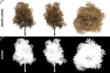 Wall Mural - 3d rendering of front, left and top view of mountain ash trees with alpha mask to cutout and png edi
