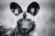 Wild dog, Lycaon pictus, facial portrait close-up in black and white. Endangered wildlife. 
