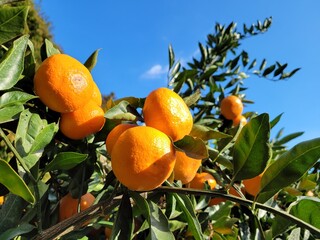 mandarin, tangerine, orange, fruit, food, a tangerine orchard, an orange orchard, an orange plantation