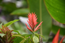 Flor Exótica Roja Natural Con Hojas Verdes Grandes Al Rededor  