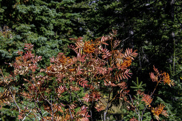 Wall Mural - Closeup shot of autumnal trees in the sun