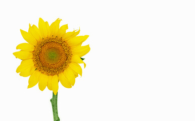 Wall Mural - yellow sunflower flower isolated on a white background, space for text. High quality photo