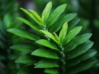 green leaves background