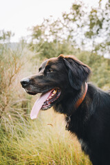 Poster - Vertical shot of a black dog with tongue sticking out