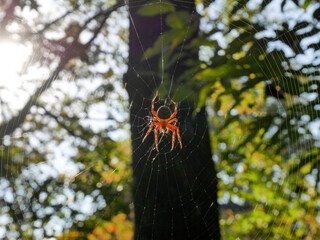 Sticker - Closeup of a spider on its spiderweb with trees in the backgrou