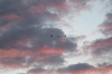 Wall Mural - Scenic shot of the colorful sky full of clouds