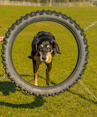 Poster - Closeup of a german shepherd dog playing in a green park