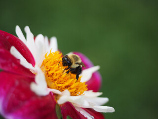 Sticker - Macro shot of a bee on a blooming red-white flower