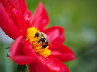 Poster - Macro shot of a bee on a red flower