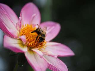 Poster - Macro shot of a bee on a pink flower