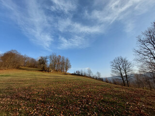 Sticker - Beautiful shot of leafless trees under a blue cloudy sky on a sunny day in fall