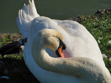 Graceful Swan Preening Its Feathers