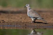 Cape Turtle Dove (Streptopelia Decipens), Mkhombe Hide, Zimanga Private Game Reserve, KwaZulu Natal
