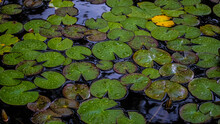 Leaves Water Lily In The Pond