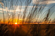 © Idlerphoto/Wirestock - Closeup of tall grasses against a setting sun in southern Wyoming.
