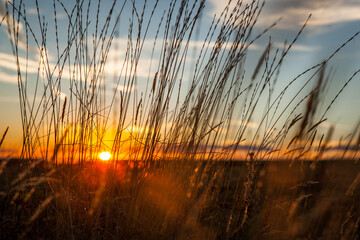 Wall Mural - Closeup of tall grasses against a setting sun in southern Wyoming.