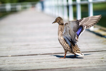 Female Wild Duck Standinding On A Wooden Bridge And Sprading The Wings In A Sunny Day.
