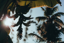 Closeup Shot Of A Banana Tree Covered By The Sunlight