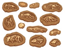 Cartoon Dinosaurs Fossils, Ancient Triceratops Dinosaur Skeleton. Ammonite And Leaf Fossil, Paleontological Excavation Elements Vector Set. Large And Small Animal Bones Digging For Museum