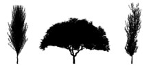 Black Silhouette Of Deciduous Tree Icon Isolated On White Background. 
