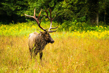 Buck Elk With Large Rack Of Antlers Stands In A Golden Field