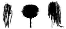 Black Silhouette Of Deciduous Tree Icon Isolated On White Background. 
