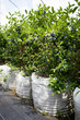 Duże krzewy jagody kamczackiej na plantacji krytej, posadzone w duże worki z ziemią - baloty. Plantacja automatycznie, komputerowo nawadniana i nawożona