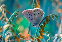 Macro Shots, Beautiful Nature Scene. Closeup Beautiful Butterfly Sitting On The Flower In A Summer Garden.