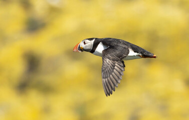 Atlantic puffin Fratercula arctica