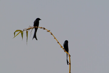 Poster - Silhouette of two lovely small birds perched on a twig against a blue sky