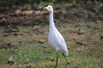 Canvas Print - Close-up shot of a lovely white egret walking on the grassy ground with dry fallen leaves