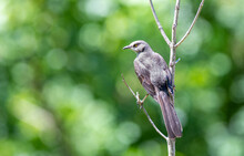 Northern Mockingbird On A Tree In Arkansas Alone